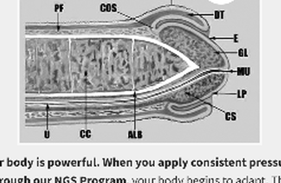 Anatomical diagram showing tissue layers