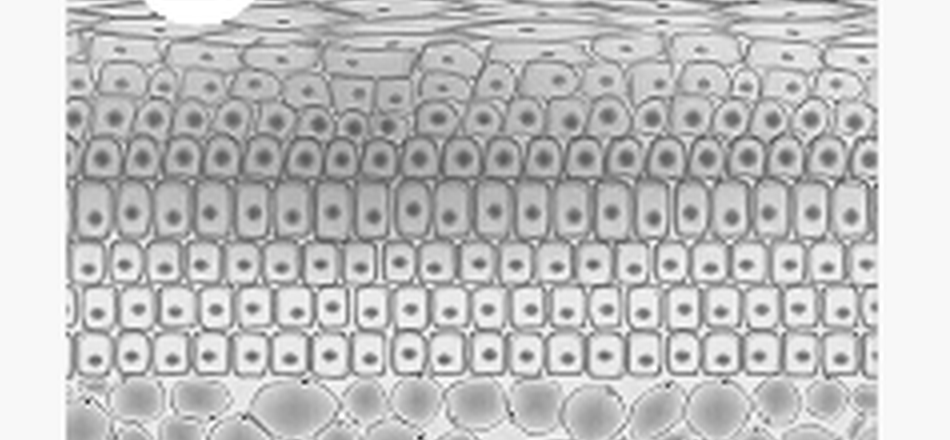 Cellular tissue regeneration diagram